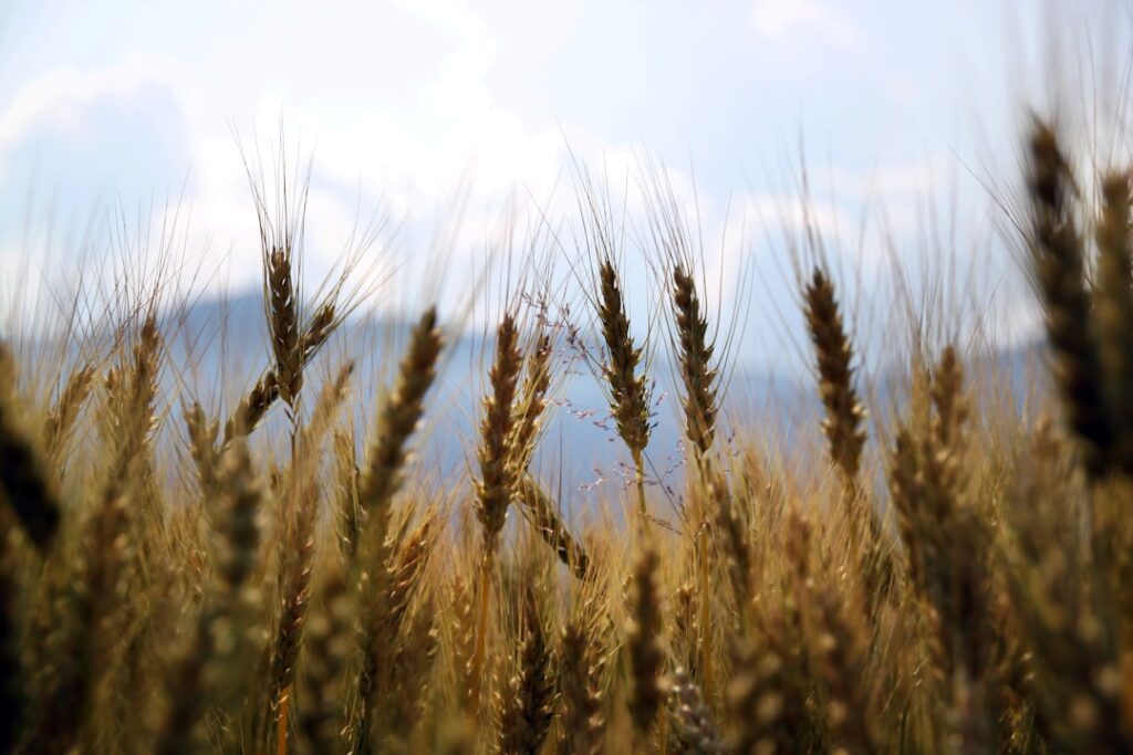 Photo Grain bin