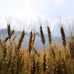 Photo Grain bin